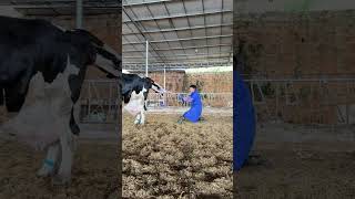 The owner successfully delivered the cow without the help of tools [upl. by Aerdnek]