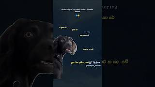 ඒ පුකා රේ 😂😂 short song sl [upl. by Secnarfyram274]