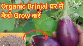 How to grow Organic Brinjal at home  Brinjal plant growing tips  Brinjal plant fertilizer [upl. by Konstantine]