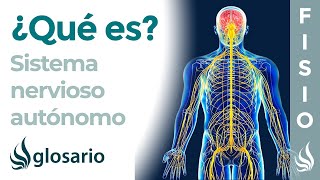 SISTEMA NERVIOSO AUTÓNOMO  Qué es cómo funciona partes qué controla y lesiones [upl. by Letrice249]