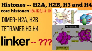 Histone protein [upl. by Amaso]