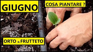 Cosa piantare nel mese di GIUGNO nellOrto e nel Frutteto  Tutorial Agricoltura [upl. by Tap641]