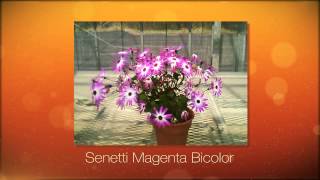 Timelapse Video Watch Senetti Grow Before Your Very Eyes [upl. by Mack]