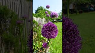 Beautiful Alliums Globemaster and Gladiator [upl. by Afesoj]