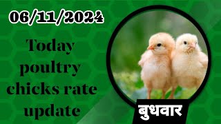 06112024 today broiler chicks rate all over Indiatoday broiler chicks pricepoultry chiken [upl. by Nosraep107]