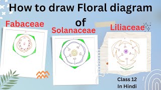 Floral Diagram of FabaceaeLiliaceae and Solanaceae class 12In Hindi [upl. by Amabelle]