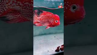 SRD Flowerhorn Fish kamfa flowerhornflowerhorn fish babyflowerhorn fishsalestop10flowerhorn fish [upl. by Essie]