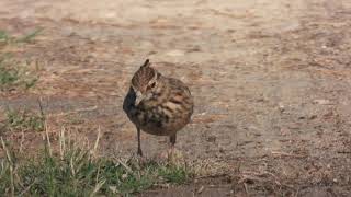 Crested Lark Cappellaccia Galerida cristata apuliae [upl. by Mccormick]