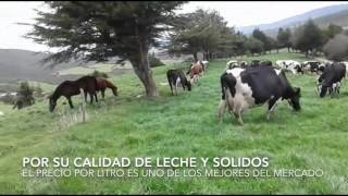 Bonitas Vacas Lecheras Ala Venta [upl. by Bradshaw]