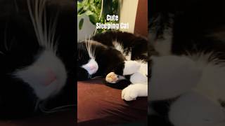 CUTE SLEEPING CAT SIMBA cat shorts [upl. by Mcarthur]