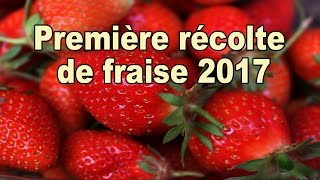 Première cueillette de fraise 2017 [upl. by Sieracki]