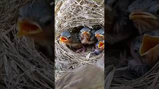 Nest is now too small for the babies P 3 short ytshortvideo [upl. by Naitsirhc161]