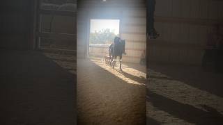 some clips from the horse show ottb fyp hamazinglace horseshow [upl. by Tnahsarp687]