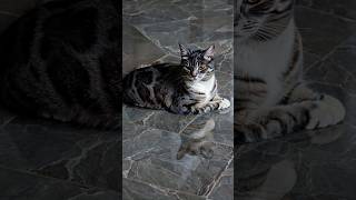 Ashen Marble Catcat cats ai catlover catshorts catvideos catslovers kitty kitten kittycat [upl. by Neetsirk]