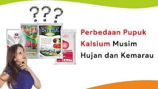 Beda Musim Beda Pupuk Kalsiumnya Pupuk Kalsium Untuk Cabe [upl. by Ilan]