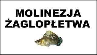 Molinezja żaglopłetwa  fakty i mity Poecilia velifera Akwarium [upl. by Page296]