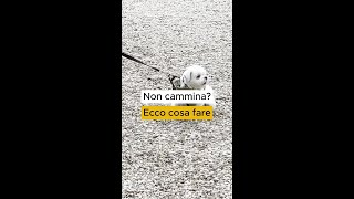 Non cammina Ecco cosa fare [upl. by Rodama]