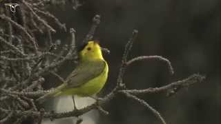 Wilsons Warbler singing [upl. by Boehike714]