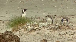 Cute Magellanic penguin chicks one of them falls over [upl. by Neerhtak]