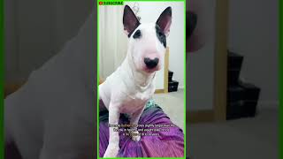 ALL ABOUT THE BULL TERRIER  Bull Terrier Facts  Dog Breed Info  Bull Terrier Training shorts [upl. by Box816]