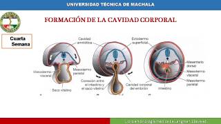 UTMACH Embriología Tubo Intestinal y Cavidades corporales membranas serosas y diafragma [upl. by Fania229]