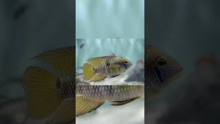 The Yellow Acara Aequidens Metae [upl. by Coster]