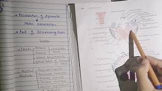 Level of pyramidal decussation and lemnisci decussation  Internal structure of medulla part 2 [upl. by Alderman37]