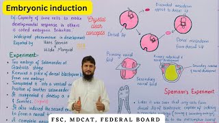 Embryonic induction [upl. by Janaya]