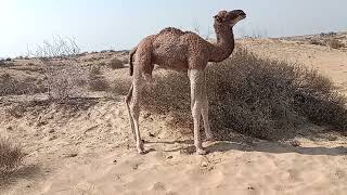 Camels vlog  Camels in Dessert  Camel baby video [upl. by Ahcas610]