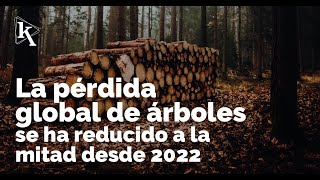 La deforestación en la Amazonía afecta al ciclo de agua en Latam [upl. by O'Gowan]