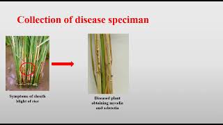 Rhizoctonia solani video prepared by Boyapati Ravi Teja Naidu and Rajat Kumar [upl. by Galasyn]