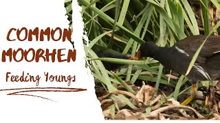 Eurasian Moorhen  Feeding chicks  escape into the wild [upl. by Nickolai]