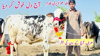 Australian Friesian Jersey Cow  Cow for Salle in Punjab  Bismillah best  July 23 2024 [upl. by Werd]