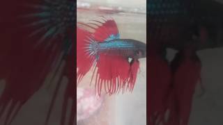 crown tail betta fish 🐟viralshort trending no1 [upl. by Alaham]