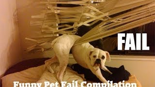 ANIMAL FAILS 😂 FUNNY PET Fails Compilation Funny Pets [upl. by Ahseyk]