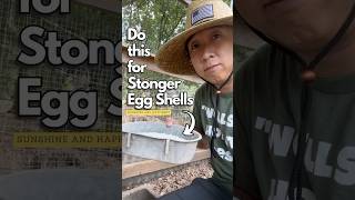 Giving my chickens calcium supplements for stronger egg shells backyardchickens chickencare [upl. by Laroy321]