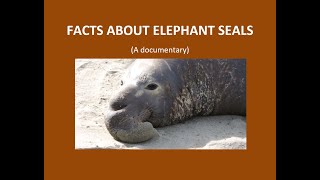 Facts about elephant seals ALL ABOUT ELEPHANT SEALS Alt om elefantsel Alles über SeeElefanten [upl. by Zilada]