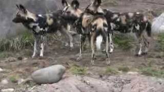 AFRICAN WILD DOG Amazing Predator [upl. by Alleoj]