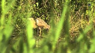 20120617 roerdomp zonhoven België HD 1080 natuurkanaal [upl. by Trinatte758]