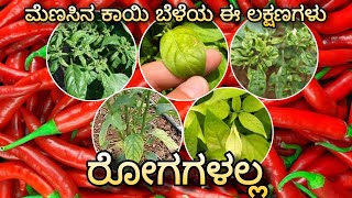 ಪೋಷಕಾಂಶ ಕೊರತೆಯ ಲಕ್ಷಣಗಳು  Nutrient Deficiency symptoms in Chilli [upl. by Anilrahc]