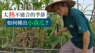 小黃瓜用直立式棚架種植，種植教學全記錄  阿星種植 [upl. by Norel307]