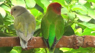 Lovebirds Roseicollis Chirping Sounds  RedHead Green Opaline amp Pallid Aqua Opaline [upl. by Durno]