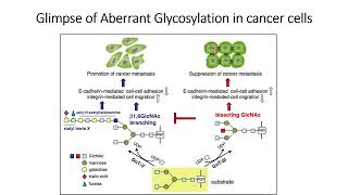 Glimpse of Aberrant Glycosylation in cancer cells Part1 Code 568 [upl. by Chrissa]