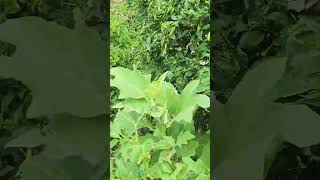 How to groe khetibadi organicfarmar farming nature organicfood organic veg [upl. by Anrapa]