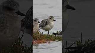 Black bellied plovers at Blackie Spit  22 Sept 2024 🍂🍁🍂 [upl. by Airan]