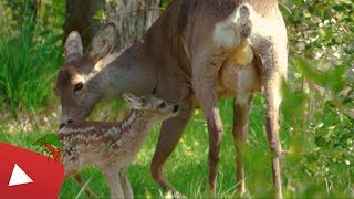 ROE DEER BIRTH WITH TRAGICAL OUTCOME [upl. by Eybba970]