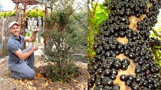 How to Plant amp Grow a Jabuticaba Tree Brazilian Grape [upl. by Teodora118]