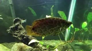 Spotted African Leaf Fish or Leopard Gourami Ctenopoma Actirostre [upl. by Esele544]