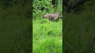 Wild boar in the garden หมูป่า [upl. by Auhsej738]