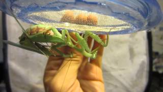 Miomantis caffra mating [upl. by Brod]